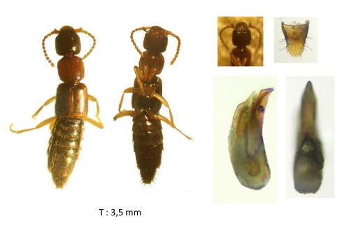 Réf. 336 923 : Sunius propinquus